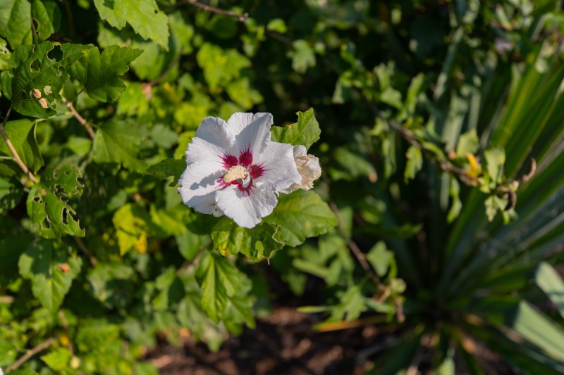 A white and red garden flower at White Deer Run of Allenwood